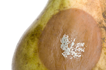 Image showing Close up of a pear with white area of fungus growing on it, sele