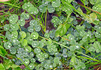 Image showing Dew drops close up 