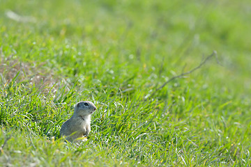 Image showing prairie dog on field