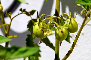 Image showing green tomatoes on vine
