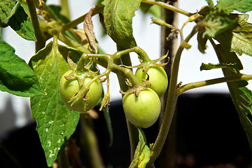 Image showing young tomatoes in sunshine