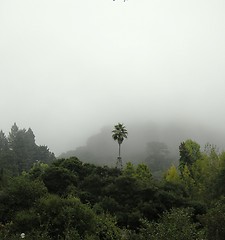 Image showing Foggy forest in Barclay, CA, USA