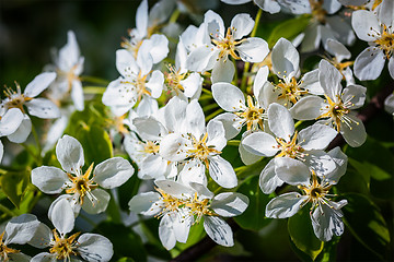 Image showing Apple tree blossoming branch