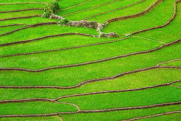 Image showing Rice field terraces