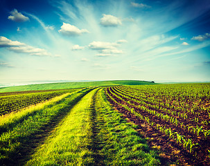 Image showing Green fields of Moravia