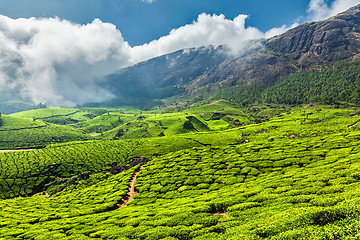 Image showing Tea plantations in India