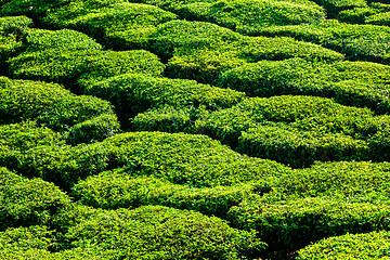 Image showing Green teal plantations close up