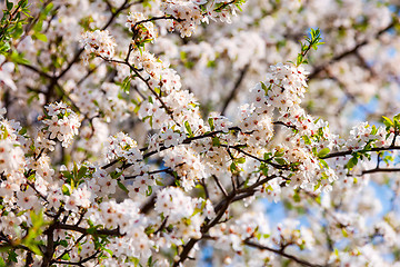 Image showing Apple tree blossoming branch