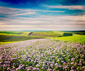 Image showing Rolling fields of Moravia