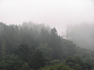 Image showing Foggy forest in Barclay, CA, USA