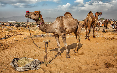 Image showing Camels at Pushkar Mela Camel Fair,  India