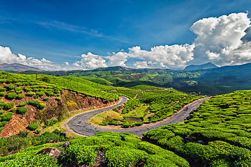 Image showing Road in tea plantations, India