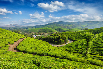 Image showing Tea plantations, Munnar, Kerala state, India