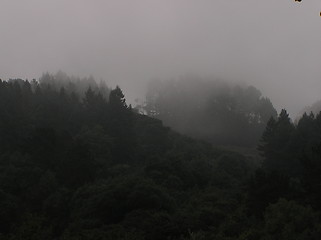 Image showing Foggy forest in Barclay, CA, USA