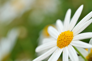 Image showing Soft focus white daisy flowers