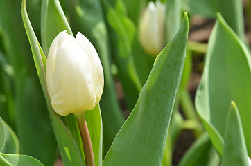 Image showing Tulips in spring