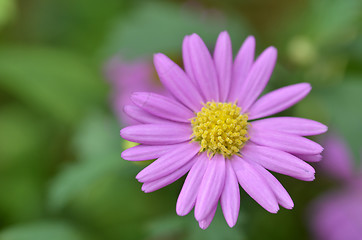 Image showing Lovely purple flower closeup