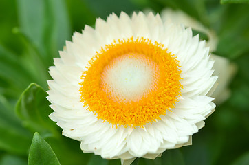 Image showing Sunny Side Up Shasta Daisy blossom 