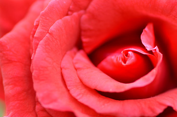 Image showing Red rose flower