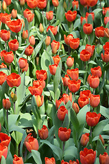 Image showing Tulips in spring