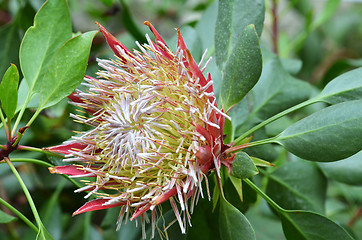 Image showing South African plant Protea cynaroides