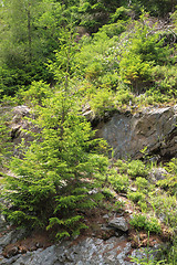 Image showing jeseniky mountains nature