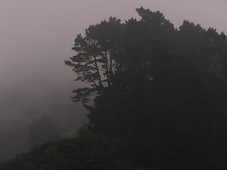 Image showing Foggy forest in Barclay, CA, USA