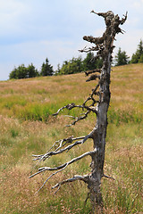 Image showing jeseniky mountains nature