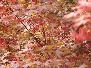 Image showing Red maple acer tree