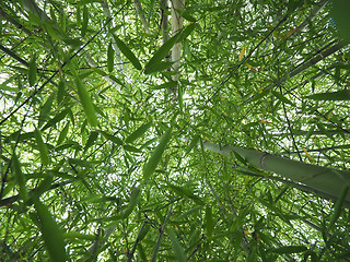 Image showing Bamboo tree perspective