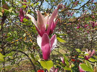 Image showing Magnolia tree flower