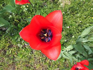 Image showing Red Tulips flower