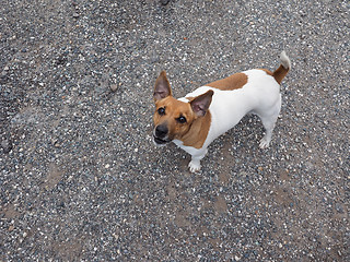 Image showing Dog mammal animal