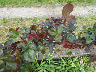 Image showing Rose plant leaves