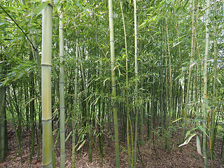 Image showing Bamboo tree perspective