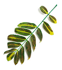 Image showing Multicolor rowan leaves