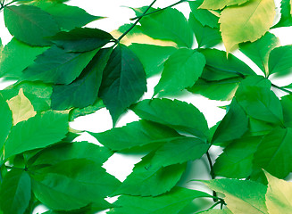 Image showing Scattered green leaves. Virginia creeper leaves.