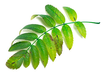 Image showing Green rowan leaves