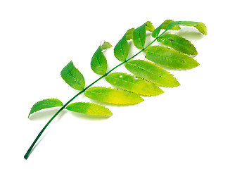 Image showing Multicolor rowan leaf on white