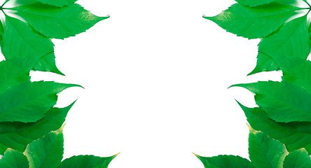 Image showing Green leaves background with copy space