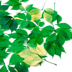 Image showing Scattered leaves on white background