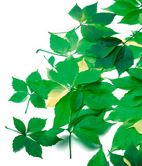 Image showing Scattered leaves on white background