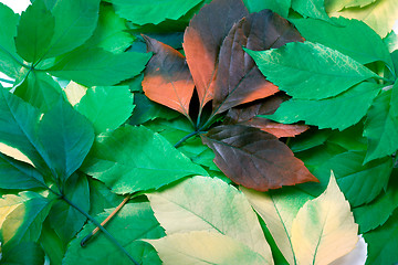 Image showing Background of multicolor leafs