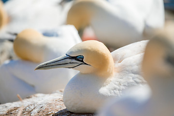 Image showing northern gannet sitting on the nest