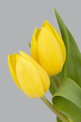 Image showing spring yellow tulips