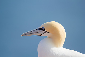 Image showing northern gannet sitting on the nest