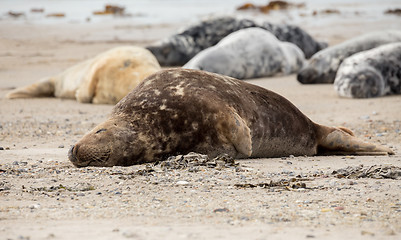 Image showing atlantic Grey Seal portrait