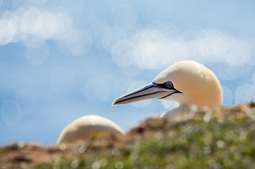 Image showing northern gannet sitting on the nest