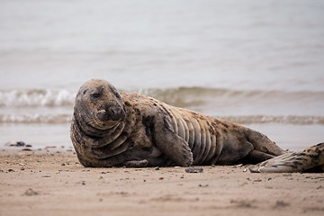 Image showing atlantic Grey Seal portrait