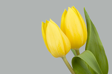 Image showing spring yellow tulips